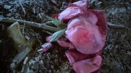 最後凋殘的玫瑰，玫瑰的狀態一直暗示故事的發展