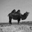 一只不喝水的骆驼