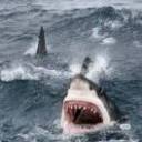 后海大白鲨